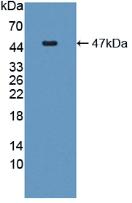 IL6 / Interleukin 6 Protein - Active Interleukin 6 (IL6) by WB