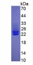 IL6 / Interleukin 6 Protein - Active Interleukin 6 By SDS-PAGE