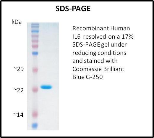 IL6 / Interleukin 6 Protein