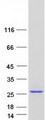 IL6 / Interleukin 6 Protein - Purified recombinant protein IL6 was analyzed by SDS-PAGE gel and Coomassie Blue Staining