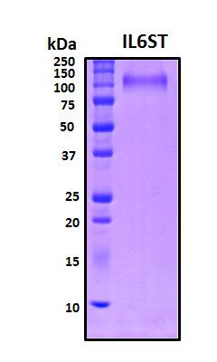 IL6ST / CD130 / gp130 Protein