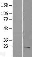 IL7 Protein - Western validation with an anti-DDK antibody * L: Control HEK293 lysate R: Over-expression lysate