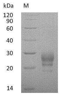 IL7 Protein - (Tris-Glycine gel) Discontinuous SDS-PAGE (reduced) with 5% enrichment gel and 15% separation gel.