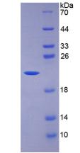 IL7 Protein - Active Interleukin 7 (IL7) by SDS-PAGE
