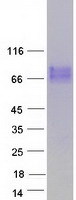 IL7R / CD127 Protein - Purified recombinant protein IL7R was analyzed by SDS-PAGE gel and Coomassie Blue Staining