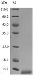 IL8 / Interleukin 8 Protein - (Tris-Glycine gel) Discontinuous SDS-PAGE (reduced) with 5% enrichment gel and 15% separation gel.