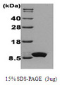 IL8 / Interleukin 8 Protein