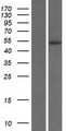 IL9R / CD129 Protein - Western validation with an anti-DDK antibody * L: Control HEK293 lysate R: Over-expression lysate