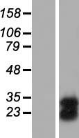 ILEI / FAM3C Protein - Western validation with an anti-DDK antibody * L: Control HEK293 lysate R: Over-expression lysate