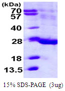 ILEI / FAM3C Protein