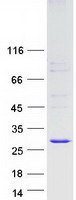 ILEI / FAM3C Protein - Purified recombinant protein FAM3C was analyzed by SDS-PAGE gel and Coomassie Blue Staining