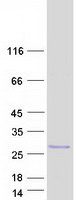 ILEI / FAM3C Protein - Purified recombinant protein FAM3C was analyzed by SDS-PAGE gel and Coomassie Blue Staining