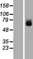 ILT2 / CD85 Protein - Western validation with an anti-DDK antibody * L: Control HEK293 lysate R: Over-expression lysate