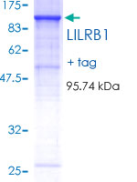 ILT2 / CD85 Protein - 12.5% SDS-PAGE of human LILRB1 stained with Coomassie Blue