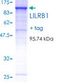 ILT2 / CD85 Protein - 12.5% SDS-PAGE of human LILRB1 stained with Coomassie Blue