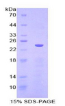 ILT2 / CD85 Protein - Recombinant Leukocyte Immunoglobulin Like Receptor Subfamily B, Member 1 By SDS-PAGE