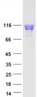 ILT2 / CD85 Protein - Purified recombinant protein LILRB1 was analyzed by SDS-PAGE gel and Coomassie Blue Staining