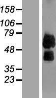 ILT3 / LILRB4 Protein - Western validation with an anti-DDK antibody * L: Control HEK293 lysate R: Over-expression lysate