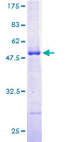 ILVBL Protein - 12.5% SDS-PAGE of human ILVBL stained with Coomassie Blue