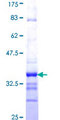 IMMP2L Protein - 12.5% SDS-PAGE Stained with Coomassie Blue.