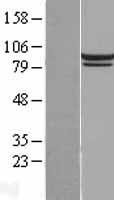IMMT / Mitofilin Protein - Western validation with an anti-DDK antibody * L: Control HEK293 lysate R: Over-expression lysate