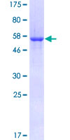 IMPA1 / IMP Protein - 12.5% SDS-PAGE of human IMPA1 stained with Coomassie Blue