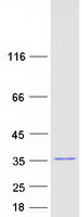 IMPA1 / IMP Protein - Purified recombinant protein IMPA1 was analyzed by SDS-PAGE gel and Coomassie Blue Staining