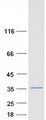 IMPA1 / IMP Protein - Purified recombinant protein IMPA1 was analyzed by SDS-PAGE gel and Coomassie Blue Staining