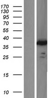 IMPACT Protein - Western validation with an anti-DDK antibody * L: Control HEK293 lysate R: Over-expression lysate