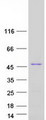 IMPACT Protein - Purified recombinant protein IMPACT was analyzed by SDS-PAGE gel and Coomassie Blue Staining