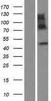 IMPAD1 Protein - Western validation with an anti-DDK antibody * L: Control HEK293 lysate R: Over-expression lysate