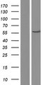 IMPDH1 Protein - Western validation with an anti-DDK antibody * L: Control HEK293 lysate R: Over-expression lysate