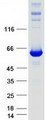 IMPDH1 Protein - Purified recombinant protein IMPDH1 was analyzed by SDS-PAGE gel and Coomassie Blue Staining