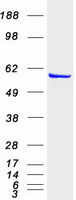 IMPDH1 Protein - Purified recombinant protein IMPDH1 was analyzed by SDS-PAGE gel and Coomassie Blue Staining