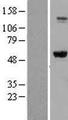 IMPDH2 Protein - Western validation with an anti-DDK antibody * L: Control HEK293 lysate R: Over-expression lysate