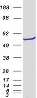 IMPDH2 Protein - Purified recombinant protein IMPDH2 was analyzed by SDS-PAGE gel and Coomassie Blue Staining