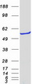 IMPDH2 Protein - Purified recombinant protein IMPDH2 was analyzed by SDS-PAGE gel and Coomassie Blue Staining