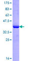 IMPG2 Protein - 12.5% SDS-PAGE Stained with Coomassie Blue.