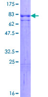 INA / Alpha Internexin Protein - 12.5% SDS-PAGE of human INA stained with Coomassie Blue