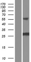 INCA1 Protein - Western validation with an anti-DDK antibody * L: Control HEK293 lysate R: Over-expression lysate