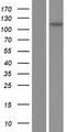 INCENP Protein - Western validation with an anti-DDK antibody * L: Control HEK293 lysate R: Over-expression lysate