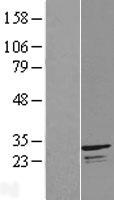 INF2 Protein - Western validation with an anti-DDK antibody * L: Control HEK293 lysate R: Over-expression lysate