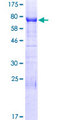 INF2 Protein - 12.5% SDS-PAGE of human INF2 stained with Coomassie Blue