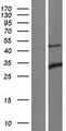 ING1 Protein - Western validation with an anti-DDK antibody * L: Control HEK293 lysate R: Over-expression lysate