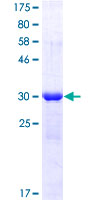 ING3 Protein - 12.5% SDS-PAGE Stained with Coomassie Blue.