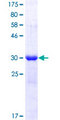ING3 Protein - 12.5% SDS-PAGE Stained with Coomassie Blue.