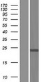 ING4 Protein - Western validation with an anti-DDK antibody * L: Control HEK293 lysate R: Over-expression lysate