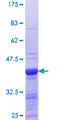 ING4 Protein - 12.5% SDS-PAGE Stained with Coomassie Blue.
