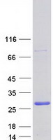 ING4 Protein - Purified recombinant protein ING4 was analyzed by SDS-PAGE gel and Coomassie Blue Staining