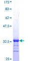 ING5 Protein - 12.5% SDS-PAGE Stained with Coomassie Blue.